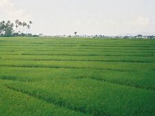 മഴ: അപ്രതീക്ഷിതമായി മടവീഴ്ച, സമയോചിതമായി കര്‍ഷകരുടെ ഇടപെടല്‍, സംരക്ഷിച്ചത് 380 ഏക്കര്‍ നെല്‍കൃഷി