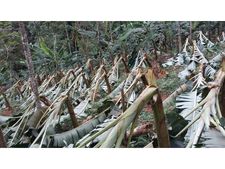 മഴക്കെടുതിയിൽ എറണാകുളം ജില്ലയിൽ നഷ്ടം 3.90 കോടി;ഇനിയും നാശ നാഷ്ടങ്ങൾക്ക് സാധ്യത,നാശം വിതച്ചത് കാറ്റ്