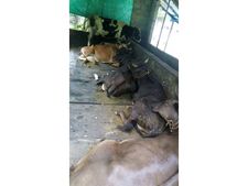  എറണാകുളത്ത് മൃഗങ്ങളിൽ അസാധാരണ രോഗം; കാലിന് വിറയലായി പനി വരുന്നു, മുടന്തൻ പനിയും കുളമ്പ് രോഗവും...