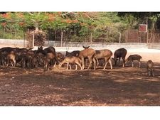  ഹില്‍പാലസില്‍ അജ്ഞാത രോഗം ബാധിച്ച് ചത്ത മാനുകളുടെ എണ്ണം കൂടുന്നു