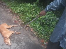കടിയേറ്റ പട്ടികളെ നിരീക്ഷിയ്ക്കും: ചേന്ദമംഗലത്തെ ജനങ്ങൾക്ക് ആശങ്ക, നായയുടെ കടിയേറ്റത് 12 പേര്‍ക്ക്! 