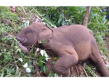 നേര്യമംഗലത്ത് കുട്ടി കൊമ്പനെ ചെരിഞ്ഞ നിലയില്‍ കണ്ടെത്തി: ആനയെ കണ്ടെത്തിയത് കൃഷിസ്ഥലത്ത്! 