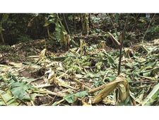 മരോട്ടിച്ചാലില്‍ കാട്ടാനക്കൂട്ടമിറങ്ങി വ്യാപക കൃഷിനാശം: നശിപ്പിച്ചത് നൂറ് കണക്കിന് കുലച്ച വാഴകള്‍! 