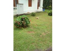 സന്ദർശകർക്ക് ഭീഷണി... ഹിൽ പാലസ് മ്യൂസിയം കോമ്പൗണ്ടിൽ തെരുവ് നായ ശല്ല്യം