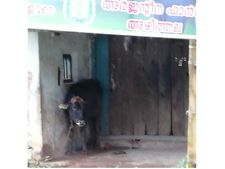 വടകരയിൽ കട വരാന്ത കാലി തൊഴുത്താക്കി;കടക്ക് മുന്നിൽ ചാണകവും മൂത്രവും, നാട്ടുകാർക്ക് ഭീഷണി ഉയർത്തി ഉടമ