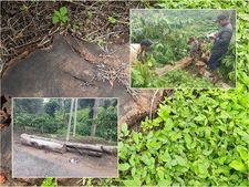 പാമ്പ്രയിലെ അനധികൃത മരംമുറി; ആറ് ഫോറസ്റ്റ് ഉദ്യോഗസ്ഥരെ സസ്‌പെന്റ് ചെയ്തു