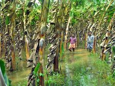കര്‍ഷകരുടെ സ്വപ്‌നങ്ങളും പ്രതീക്ഷകളുമാണ് ഇവിടെ വെള്ളം കയറി നശിക്കുന്നത്