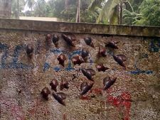 കൊച്ചിയില്‍ ഒച്ചു ശല്യം രൂക്ഷമാകുന്നു: വീടുകള്‍ക്ക് അകത്തും പുറത്തും  പരക്കെ ഒച്ചുകള്‍!   