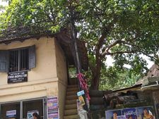 സേഫ്റ്റിയില്ലാതെ തൃപ്പൂണിത്തുറ സേഫ്റ്റി ഓഫീസ്; എന്തും സംഭവിക്കാവുന്ന രീതിയിൽ അത്തിമരം!