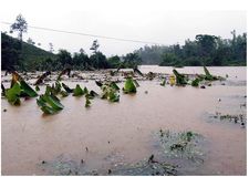 കാലവര്‍ഷക്കെടുതിയില്‍ വയനാട്ടില്‍ 11.73 രൂപയുടെ നാശനഷ്ടം; 11.17 കോടി രൂപയുടെ വാഴകൃഷി മാത്രം നശിച്ചു 