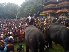 കനത്ത മഴയിലും തൃശ്ശൂർ വടക്കുംനാഥ സന്നിധിയിൽ ആനയൂട്ടിന് ആയിരങ്ങളെത്തി.. ചിത്രങ്ങൾ!