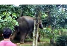 വയനാട്ടില്‍ കാട്ടാനകള്‍  ജനവാസകേന്ദ്രത്തില്‍: പൊറുതിമുട്ടി ജനങ്ങള്‍,  ഭയന്നോടിയ നാല് പേർക്ക് പരിക്ക്