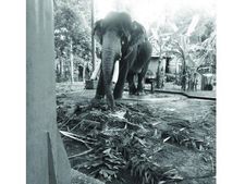  കോടതി നിര്‍ദേശം പാലിച്ചില്ല: കസ്റ്റഡിയിലെടുത്ത ആനയെ സുരക്ഷിത സ്ഥലത്തേക്ക് മാറ്റാതെ സോഷ്യല്‍ ഫോറസ്ട്