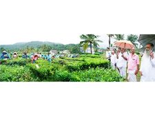 വേതനവും ഗ്രാറ്റിവിറ്റിയുമില്ല: കുടുംബം പുലര്‍ത്താന്‍ തൊഴിലാളികള്‍ തേയിലച്ചപ്പ് നുള്ളി സമരം തുടങ്ങി