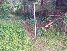 ആദിവാസി കോളനിയില്‍  കാട്ടാനകൂട്ടമിറങ്ങി; വിളവെടുക്കാൻ സമയമായ കൃഷി നശിപ്പിച്ചു