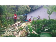 കള്ളിച്ചിത്ര ആദിവാസി കോളനിക്ക്  സമീപം കാട്ടാനകൂട്ടം ഇറങ്ങി; വ്യാപക കൃഷി നാശനഷ്ടം...