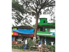 അപകടഭീഷണിയുയര്‍ത്തി പാതയോരത്തെ മരങ്ങള്‍;  മരക്കൊമ്പ് വീണ്ട് കാര്‍ യാത്രക്കാരന്‍ രക്ഷപ്പെട്ടു