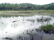 തോരാമഴ ദുരിത മഴ: കൂത്താളി ഏക്കര്‍ കണക്കിന് നെല്ല് വെള്ളം കെട്ടി നിന്ന് നശിച്ചു 
