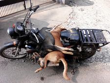 പട്ടിപിടുത്തം നഷ്ടക്കച്ചവടം; തെരുവ്‌നായ വന്ധീകരണ പരിപാടിയോട് മുഖം തിരിച്ച് കുടുംബശ്രീ  