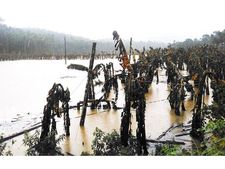 കാലവര്‍ഷകെടുതിയില്‍ കര്‍ഷകരുടെ ദുരിതം: 18 കോടിയുടെ കൃഷിനാശം, സര്‍ക്കാരിന്റെ 5.64 കോടി മാത്രം!! 