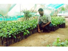  അംഗീകാരങ്ങളുടെ നിറവില്‍ യുവകര്‍ഷകന്‍: സാബുവിന്റെ നഴ്‌സറിയിലെ നാടന്‍ കുരുമുളക് തൈകള്‍ക്ക് പ്രചാരമേറി