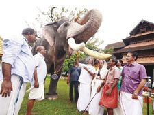 കൊച്ചിന്‍ ദേവസ്വം ബോര്‍ഡിന്റെ ആനകള്‍ക്ക്  സുഖചികിത്സ ആരംഭിച്ചു