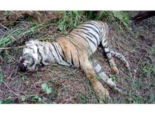 വയനാട്: ഓടപ്പള്ളത്ത് കടുവയെ ചത്തനിലയില്‍ കണ്ടെത്തി, ഇന്ത്യയില്‍ കടുവകളുടെ എണ്ണം കുറയുന്നതായി കണക്ക്
