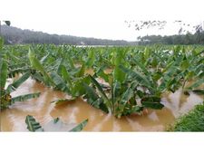  മഴക്കെടുതിയില്‍ മലപ്പുറം ജില്ലയില്‍ 3363199 കുലച്ച വാഴകള്‍ നശിച്ചു, 12കോടിയുടെ കൃഷിനാശം