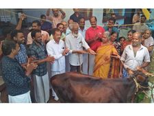 മുഖ്യമന്ത്രിയുടെ ദുരിതാശ്വാസ നിധിയിലേക്ക് പശു കിടാവിനെ നൽകി വീട്ടമ്മ:  സംഭവം കോഴിക്കോട്!