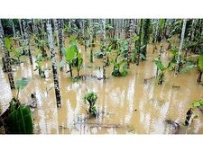 കക്കയം ഡാം തുറന്നു; കുറ്റ്യാടിപ്പുഴയിൽ വീണ്ടും വെള്ളപ്പൊക്കം, ജനങ്ങൾ ജാഗ്രത പാലിക്കണമെന്ന് കലക്ടർ