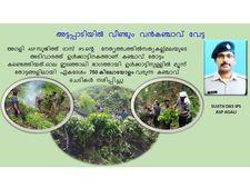 അട്ടപ്പാടിയിൽ വീണ്ടും വൻകഞ്ചാവ് വേട്ട;  2 മാസത്തോളം വളർച്ചയെത്തിയ ക‍ഞ്ചാവ് തോട്ടങ്ങൾ നശിപ്പിച്ചു!