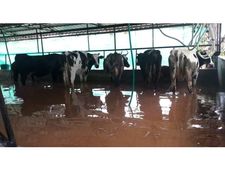 വയനാട്ടില്‍ ദുരിതാശ്വാസ ക്യാംപില്‍ 13.916 പേര്‍; ക്ഷീരമേഖലയില്‍ 10 കോടിയുടെ നഷ്ടം; കാരാപ്പുഴ ഇടതുകര കനാല്‍ തകര്‍ന്നു