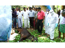മന്തരത്തൂരിൽ പേയിളകി പശുക്കൾ ചത്തൊടുങ്ങുന്നു;  അജ്ഞാത ജീവിയെ ഭയന്ന് ക്ഷീര കർഷകർ!!