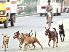 തൃശൂരിലും തെരുവുനായ ശല്യം: കടപ്പുറം പഞ്ചായത്തില്‍  തെരുവുനായ ആക്രമണം തുടരുന്നു,