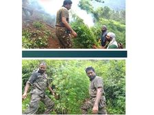 അട്ടപ്പാടിയിൽ  പോലീസിന്റെ നാലാമത്തെ വൻ കഞ്ചാവ് വേട്ട: ആയിരത്തിനടുത്ത് ചെടികള്‍ നശിപ്പിച്ചു!!