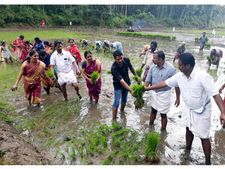  പച്ചപ്പണിയാനൊരുങ്ങി വയനാടന്‍പാടങ്ങള്‍; മഴക്ക് ശേഷം ജില്ലയില്‍ നെല്‍കൃഷി സജീവമാകുന്നു