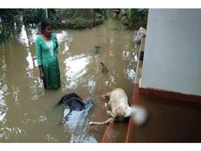 പ്രളയത്തിനു ശേഷം കോഴിക്കോട്ട് അടുത്ത വെല്ലുവിളി; ജില്ലയിൽ എലിപ്പനി പടരുന്നു...