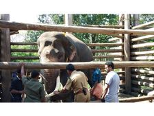 നാടിനെ വിറപ്പിച്ച കല്ലൂര്‍ കൊമ്പന് മുത്തങ്ങ ആനപ്പന്തിയില്‍ നിന്ന് മോചനം; രണ്ട് വര്‍ഷത്തിന് ശേഷം പുറത്തിറങ്ങിയ ആന ഇനി അര്‍ധവനാവസ്ഥയില്‍ കഴിയും
