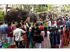  40വയസ്സിന് മുകളിലുള്ള ആനകളെ എഴുന്നള്ളിക്കുമ്പോള്‍ ഉപയുക്തത സര്‍ട്ടിഫിക്കറ്റ് നിര്‍ബന്ധം, എഴുന്നള്ളിക്കും മുമ്പ് ചെയ്യേണ്ടത് നിരവധി കാര്യങ്ങള്‍ 