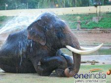 ഉത്സവാഘോഷങ്ങള്‍ക്ക് ആനയെ എഴുന്നള്ളിക്കാന്‍ ഇനി കര്‍ശനനിയമം; നാട്ടാന പരിപാലന ചട്ടം പാലിക്കാത്തവര്‍ക്കെതിരെ നടപടി