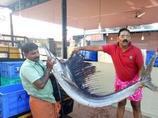   കുഞ്ഞനല്ല ഭാരം 25 കിലോ: ചേറ്റുവ കടപ്പുറത്ത്  പിടിച്ച ഓല മീനിന് രണ്ടര മീറ്ററിലധികം നീളം!! 