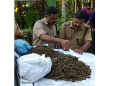 കഞ്ചാവ് വിതരണ സംഘത്തിലെ കണ്ണികൾ നാദാപുരത്ത് പിടിയിൽ; 2.800 കിലോഗ്രാം കഞ്ചാവ് പിടികൂടി