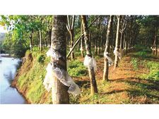 പാലപ്പിള്ളി ഹാരിസണ്‍ കമ്പനിയുടെ കുണ്ടായി റബര്‍ എസ്‌റ്റേറ്റില്‍  അമിത രാസവളപ്രയോഗമെന്നു പരാതി: കളനശിപ്പിക്കാന്‍ മാരക വിഷം:  മാരക ആരോഗ്യ പ്രശ്‌നങ്ങള്‍ക്കു സാധ്യത: അനുമതി നല്‍കിയിട്ടില്ലെന്നു കൃഷി വകുപ്പ്