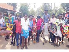 വലഹരിയില്‍ ബൈരക്കുപ്പ: 'മൂരിഅബ്ബ'യ്ക്ക് ഇത്തവണയും ആയിരങ്ങളെത്തി, മൂരികളെ അണിനിരത്തിയുള്ള ഘോഷയാത്ര കൗതുകമായി