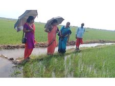 തൃശൂര്‍: പാടശേഖരങ്ങളില്‍ പട്ടാളപ്പുഴു ആക്രമണം രൂക്ഷം, പുഴുക്കളുടെ സാന്നിധ്യം ആലപ്പാട് പള്ളിപ്പുറത്ത്