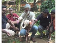  രാജഹംസമേ മഴവില്‍ കുടിലില്‍.....!!! സ്‌നേഹ ദൂതുമായി എത്തിയ രാജഹംസത്തെ കാണുവാന്‍ സഞ്ചാരികളുടെ തിരക്ക്!!!
