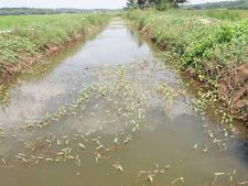കണ്ടുപഠിക്കാം ഈ നന്മ:  ജലസ്രോതസ് വീണ്ടെടുത്ത് കുന്നംകുളത്തെ പയ്യൂര്‍ ഗ്രാമം:  തോട് ആഴംകൂട്ടി ഭൂവസ്ത്രമണിഞ്ഞപ്പോള്‍  പയ്യൂര്‍ ഗ്രാമത്തില്‍ ജലസമൃദ്ധി