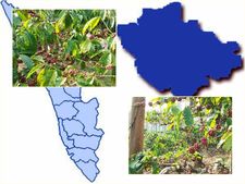 വിളവെടുപ്പായിട്ടും വിലയില്ല; വയനാടിൽ കാപ്പികര്‍ഷകരെയും കാത്തിരിക്കുന്നത് ദുരിതം മാത്രം