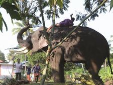 നീരിലായിരുന്ന ആനയെ അഴിക്കുന്നതിനിടെ  പാപ്പാനെ അടിച്ചുകൊന്നു: സംഭവം തൃശൂരില്‍  