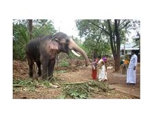 നാട്ടാനകള്‍ കൂടുതല്‍ തൃശൂരില്‍, കാസര്‍ഗോഡ് തീരെയില്ല; വാലിന്റെയും തുമ്പിക്കൈയുടെയും നീളംവരെ അളന്നു